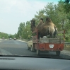 Transporte 05.jpg